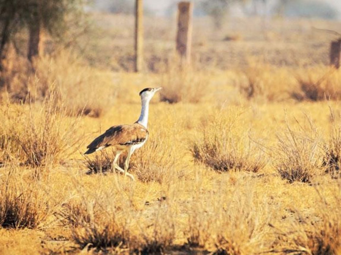Great Indian Bustard (Ardeotis nigriceps) is one of the heaviest flying birds in the world
